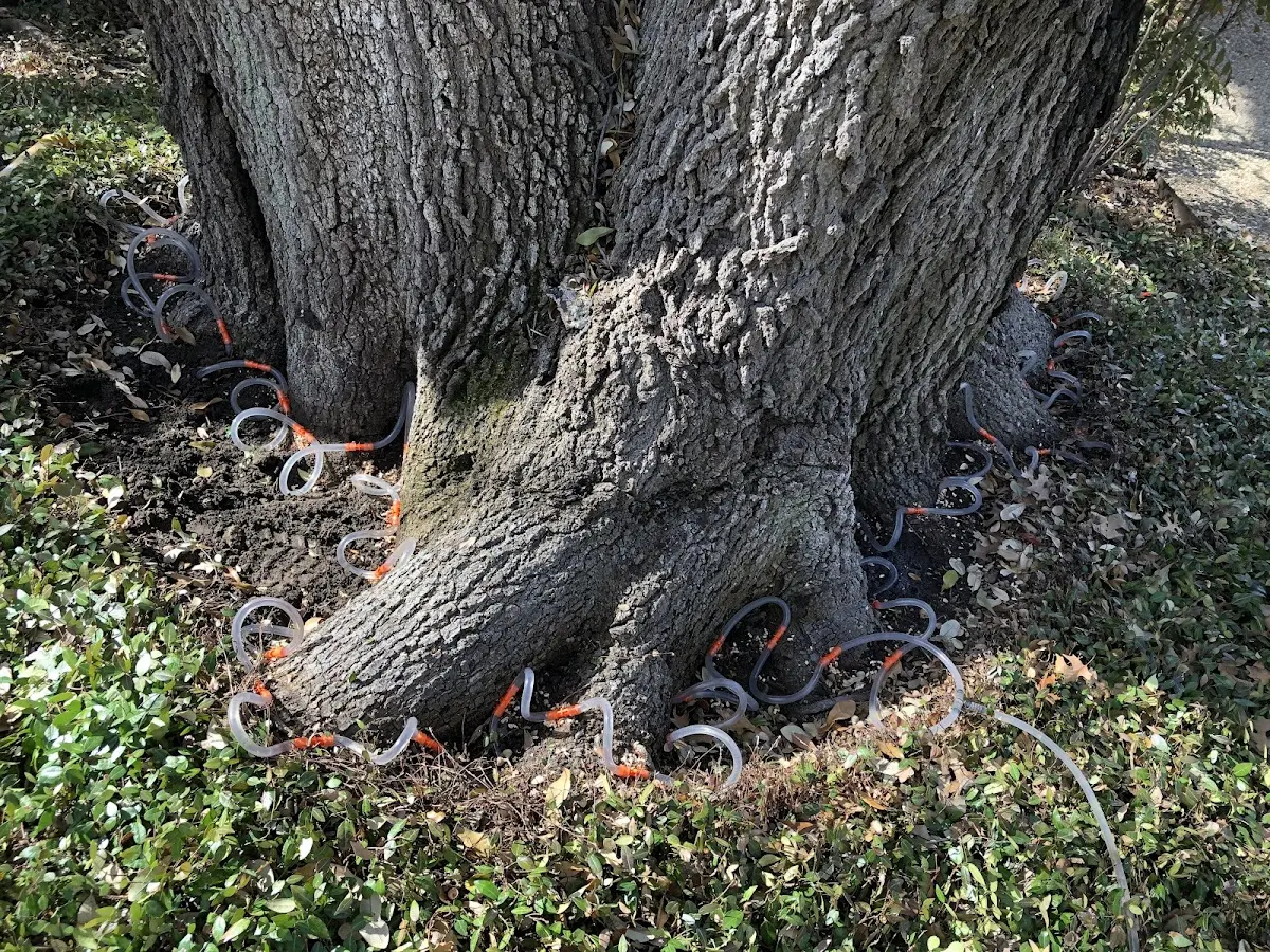 Detailed Tree Cabling and Bracing job site in East Wareham